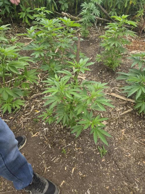 Gorilla grow. Week 5