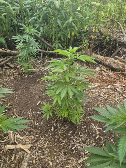 Gorilla grow. Week 5
