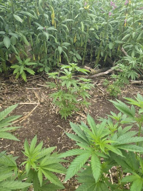 Gorilla grow. Week 5