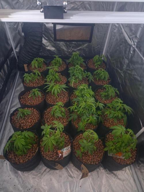 New set up. Week 2