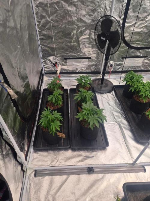 New set up. Week 3