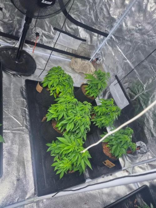 New set up. Week 4