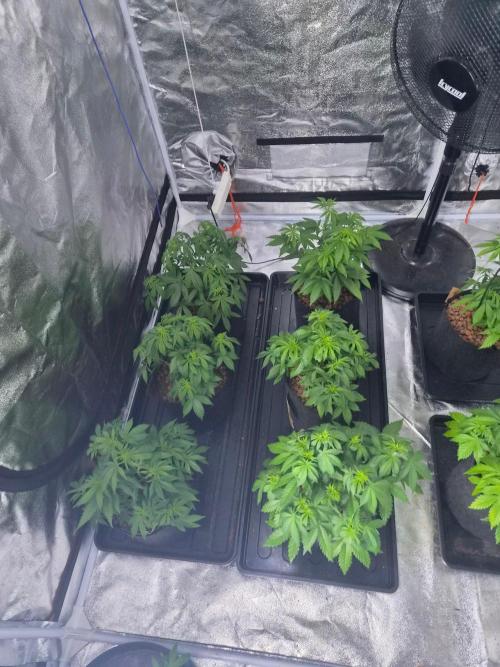 New set up. Week 4