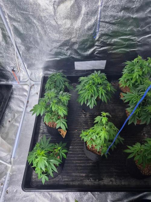 New set up. Week 4