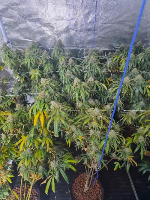 New set up. Week 13