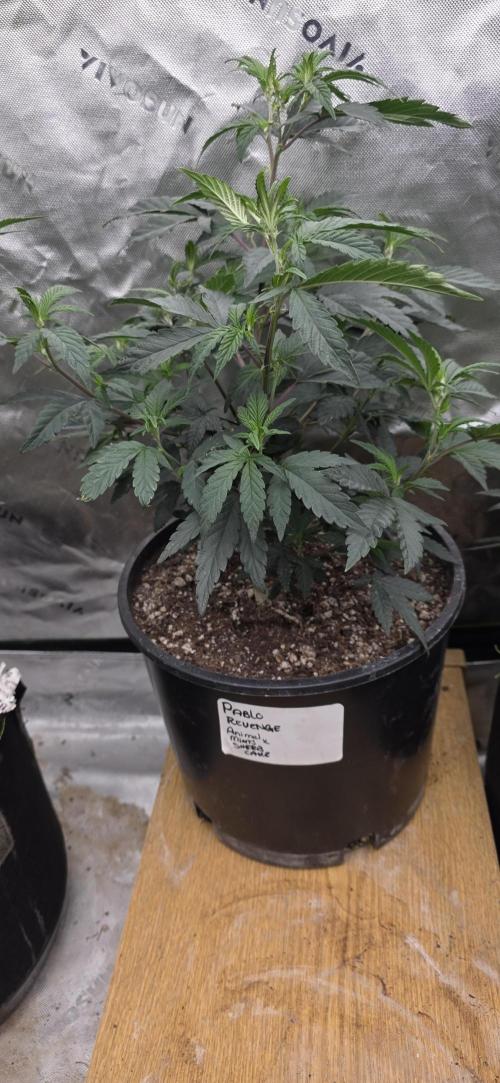 New 420 2026. Week 1 - Pablos revenge clone in 3 gallon