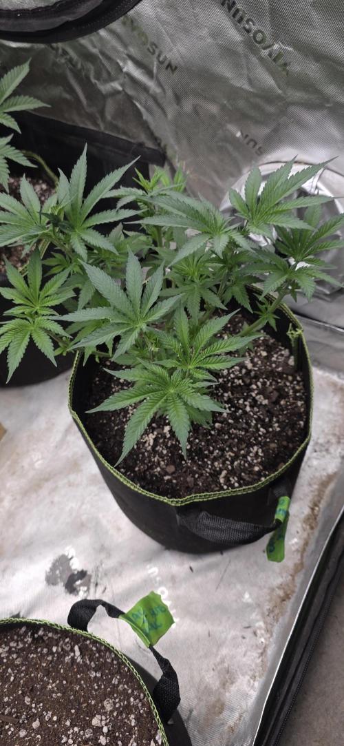 New 420 2026. Week 1 - Cap Junky