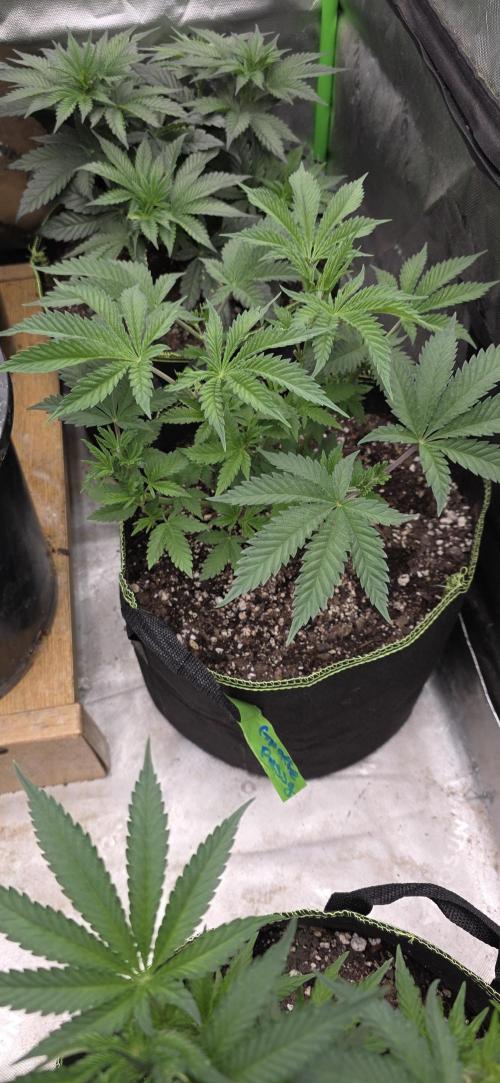 New 420 2026. Week 1 - Giraffe Pussy 