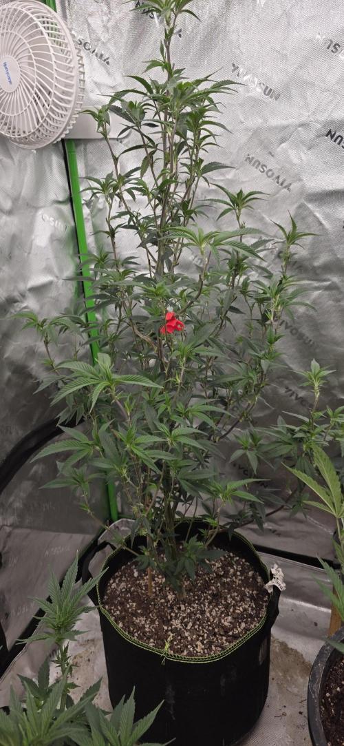 New 420 2026. Week 1 - Mosca Biskit