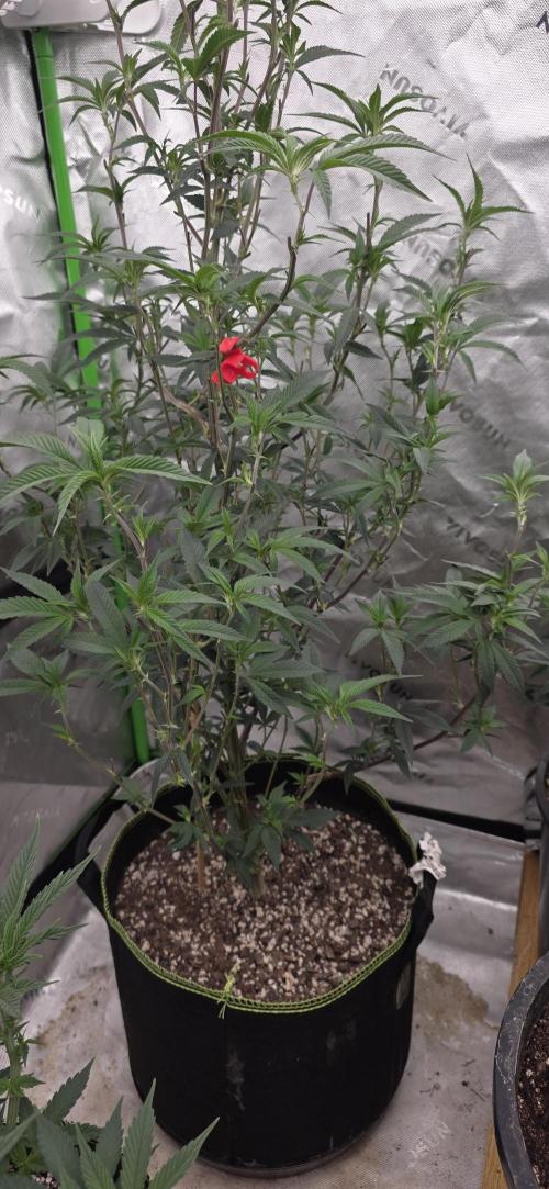 New 420 2026. Week 1 - Mosca Biskit