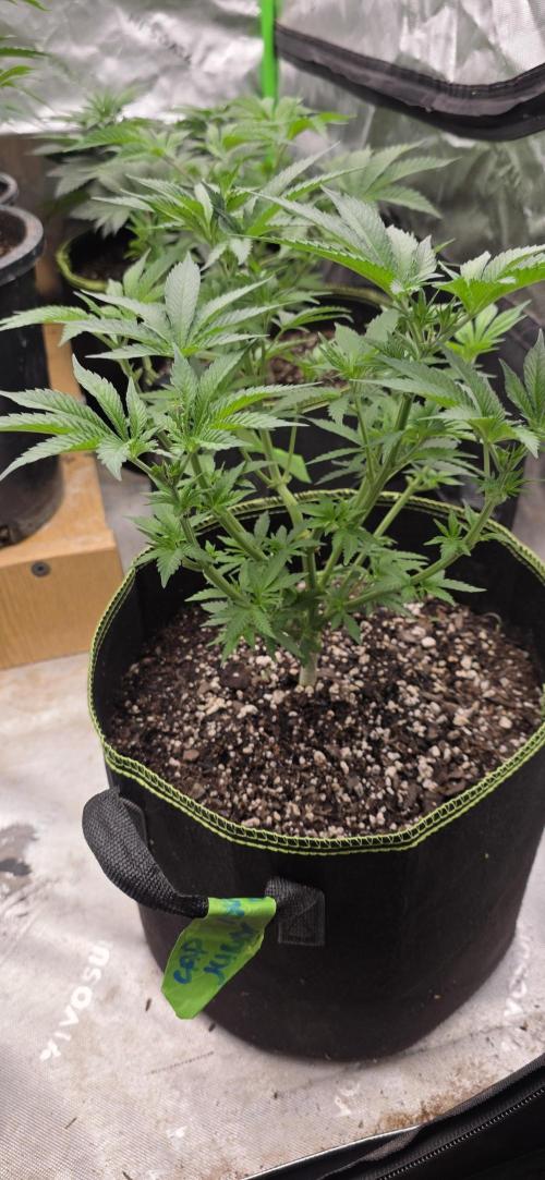 New 420 2026. Week 1 - Cap Junky