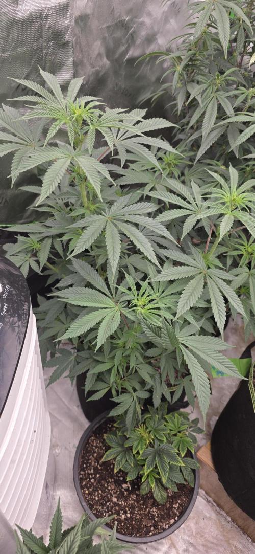 New 420 2026. Week 3
