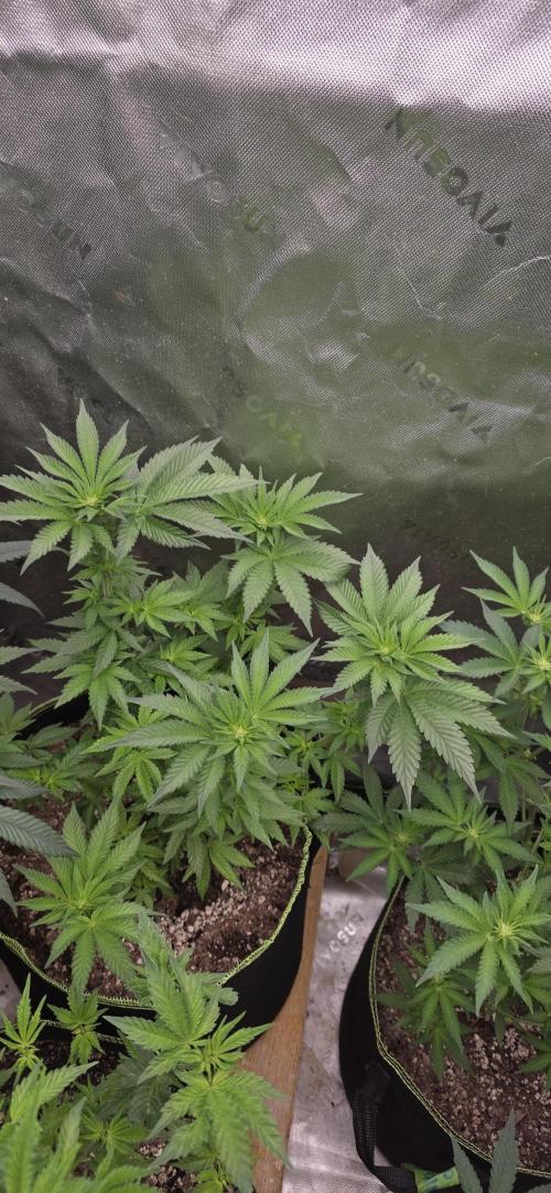 New 420 2026. Week 3