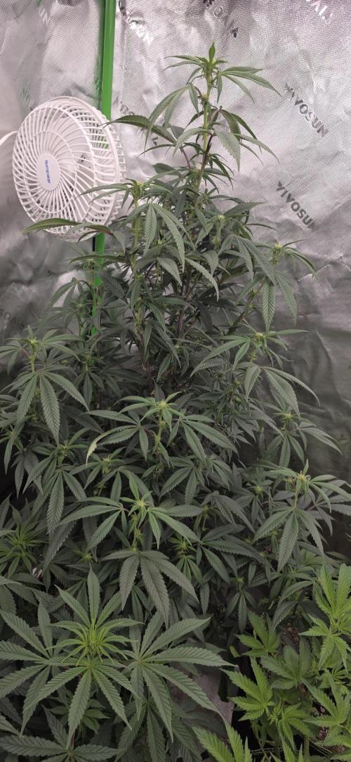 New 420 2026. Week 3