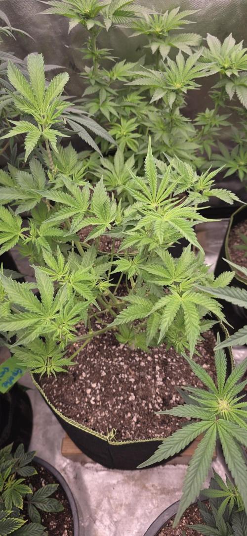 New 420 2026. Week 3