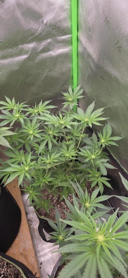 New 420 2026. Week 3