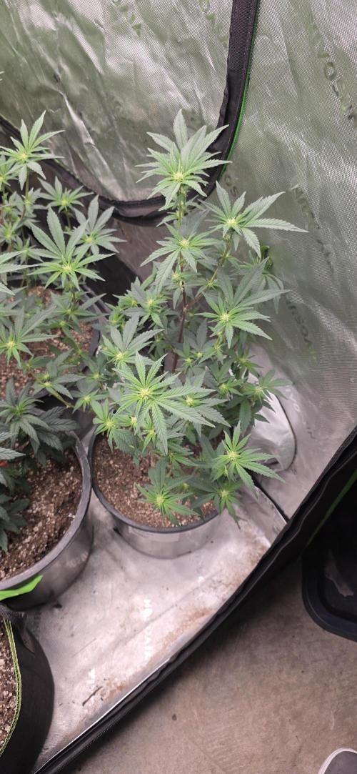 New 420 2026. Week 3