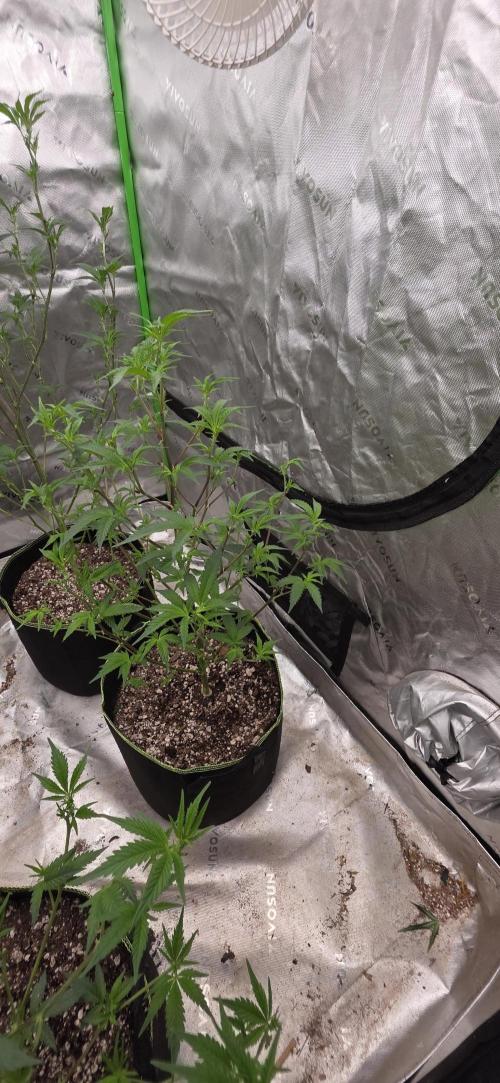 Summer Breeze. Week 2 - Glue 31