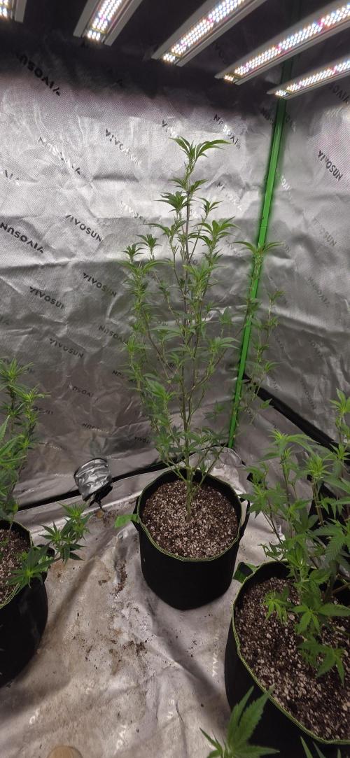 Summer Breeze. Week 2 - Honey Gelato 
