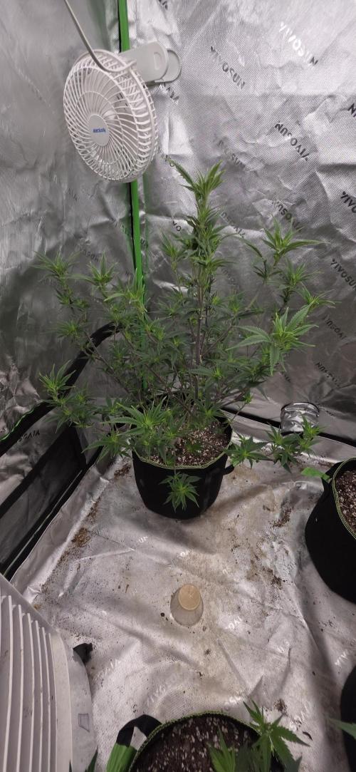 Summer Breeze. Week 2 - Peach Breath