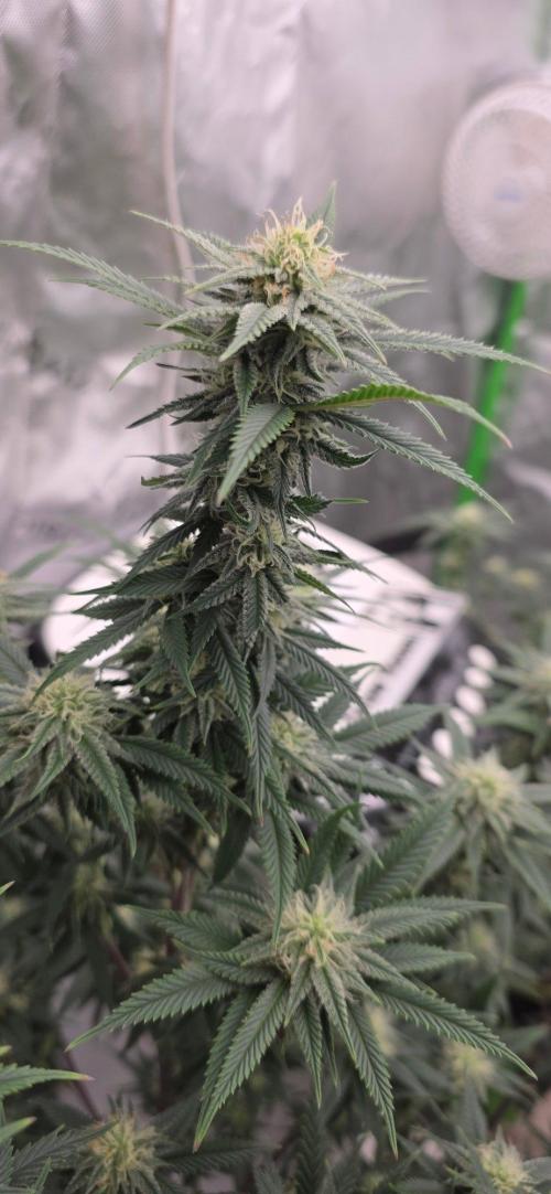 Summer Breeze. Week 4 - This structure on the peach breath is real coming in. It is very bushy.