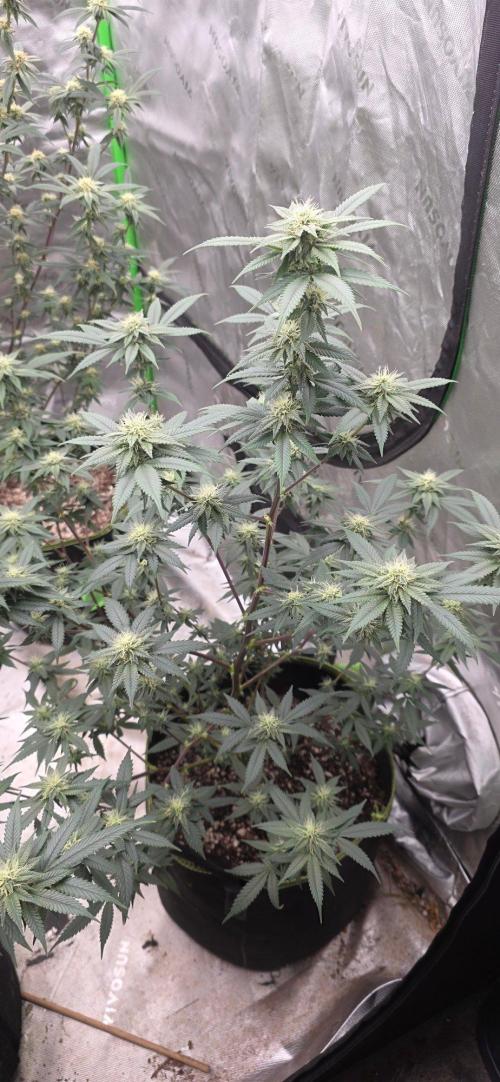 Summer Breeze. Week 4 - Watermelon Martini looking good 