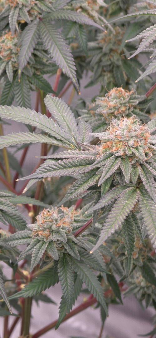 Summer Breeze. Week 9 - Glue 31