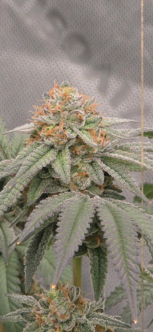 Summer Breeze. Week 9 - Glue 31