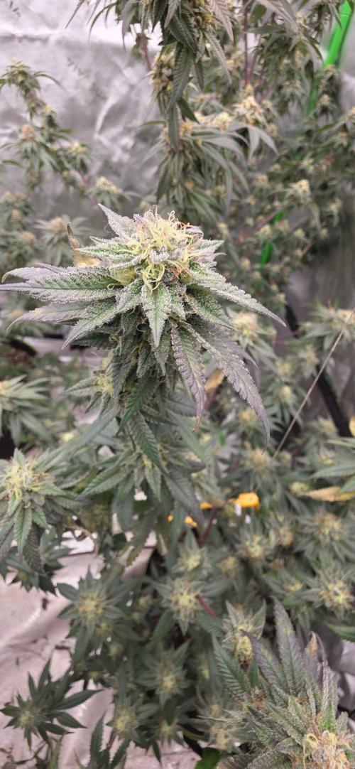 Summer Breeze. Week 9