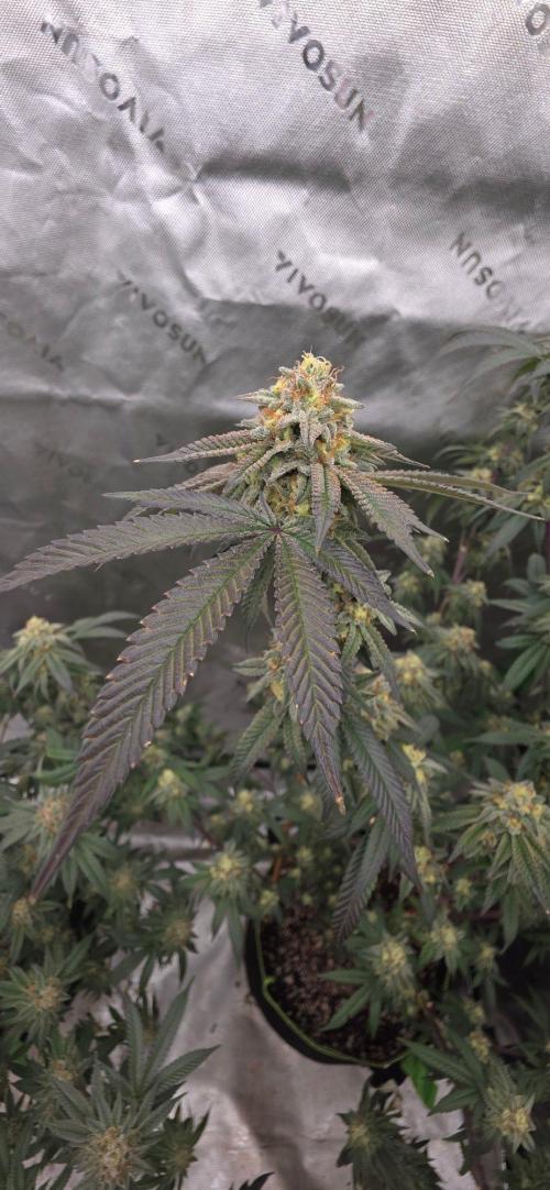 Summer Breeze. Week 9 - Honey gelato
