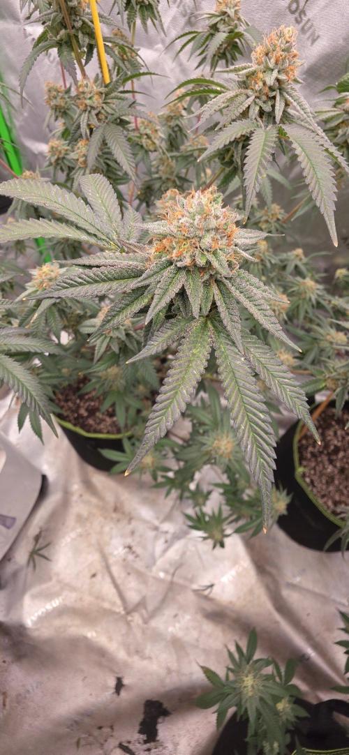 Summer Breeze. Week 9 - Glue 31 looking great