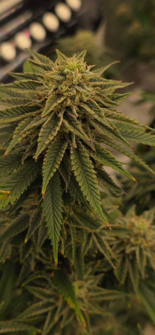 Summer Breeze. Week 9 - Peach breath looking good