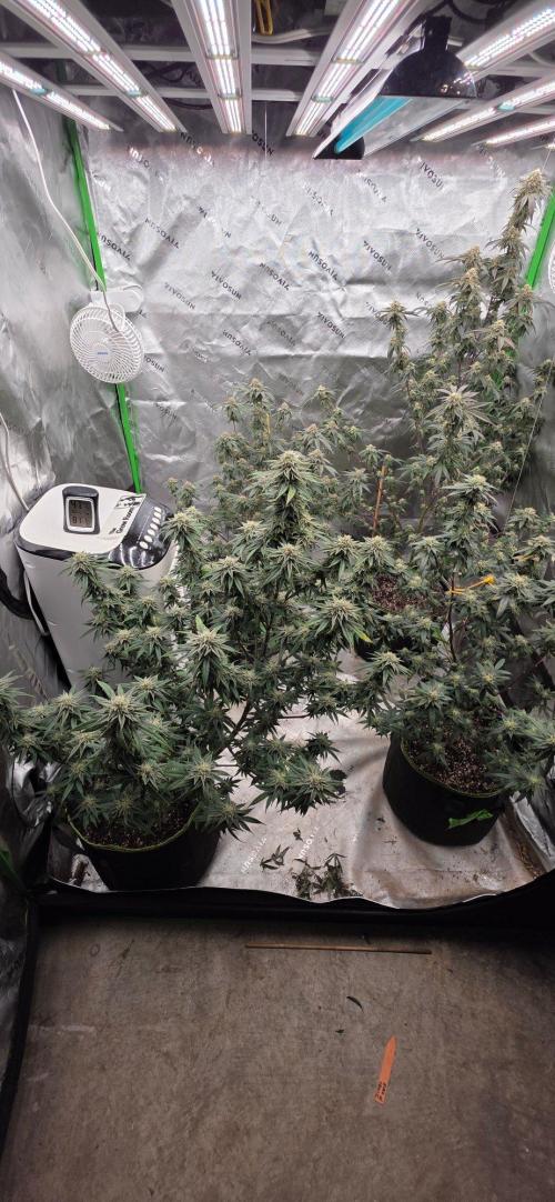 Summer Breeze. Week 9