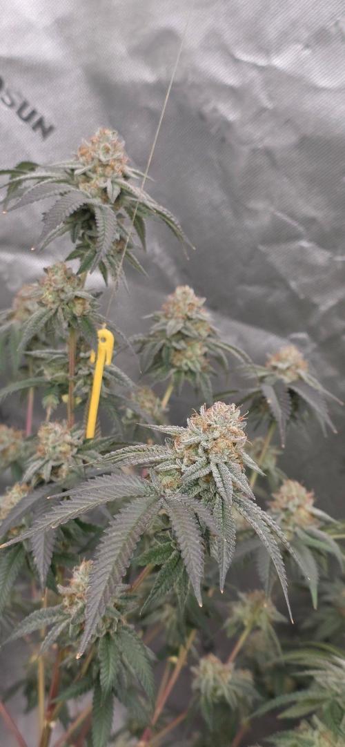 Summer Breeze. Week 10 - Glue 31 