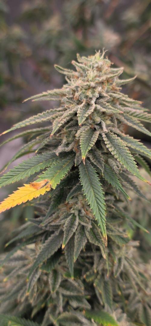 Summer Breeze. Week 10 - Peach breath