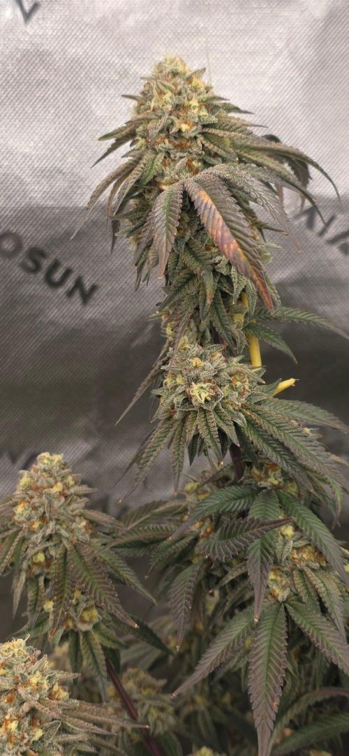 Summer Breeze. Week 10 - Honey gelato 