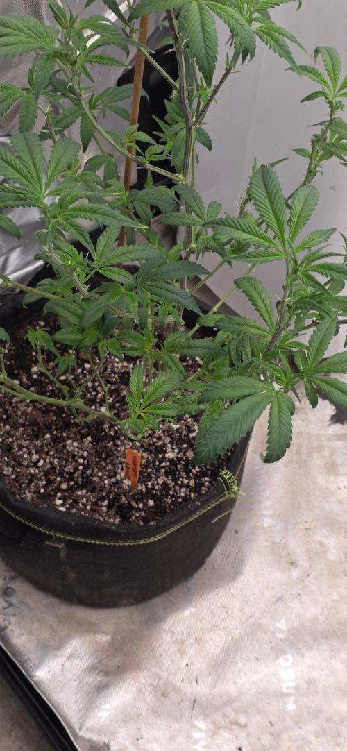 Clone Autumn 2026. Week 1 - Honey Gelato