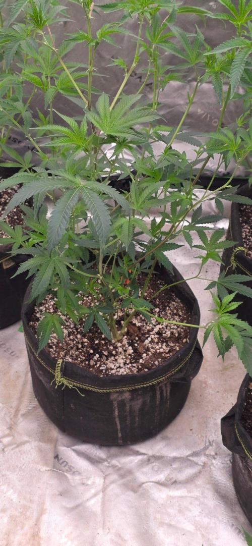 Clone Autumn 2026. Week 1 - Glue 31