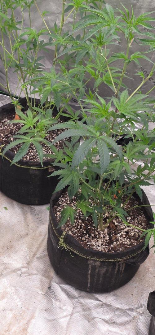 Clone Autumn 2026. Week 1 - Glue 31x 2