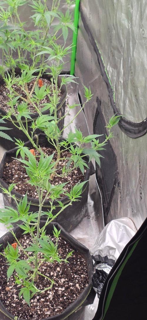 Clone Autumn 2026. Week 1 - Peach breath x 3