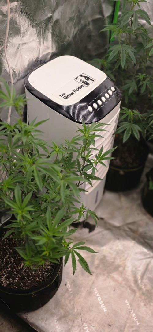 Clone Autumn 2026. Week 2 - Honey gelato
