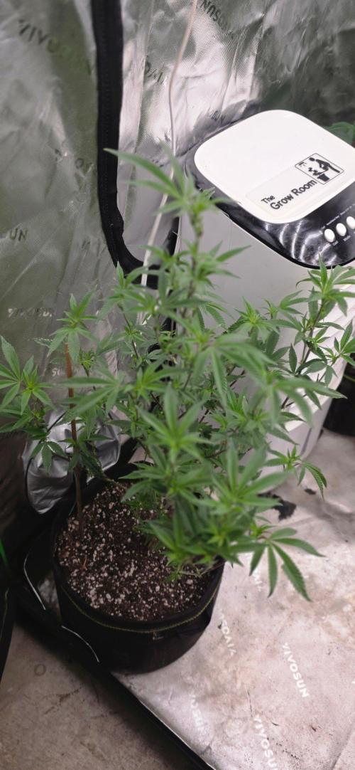 Clone Autumn 2026. Week 2 - Honey gelato