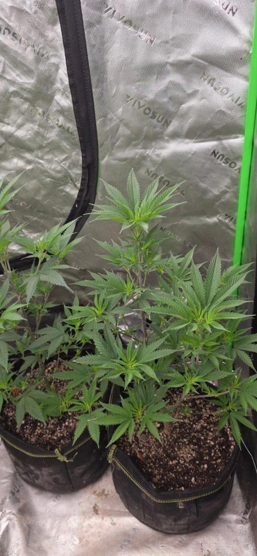 Clone Autumn 2026. Week 2