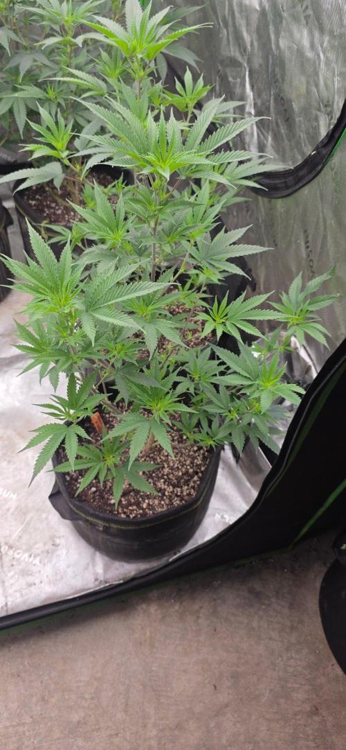 Clone Autumn 2026. Week 2 - Peach breath