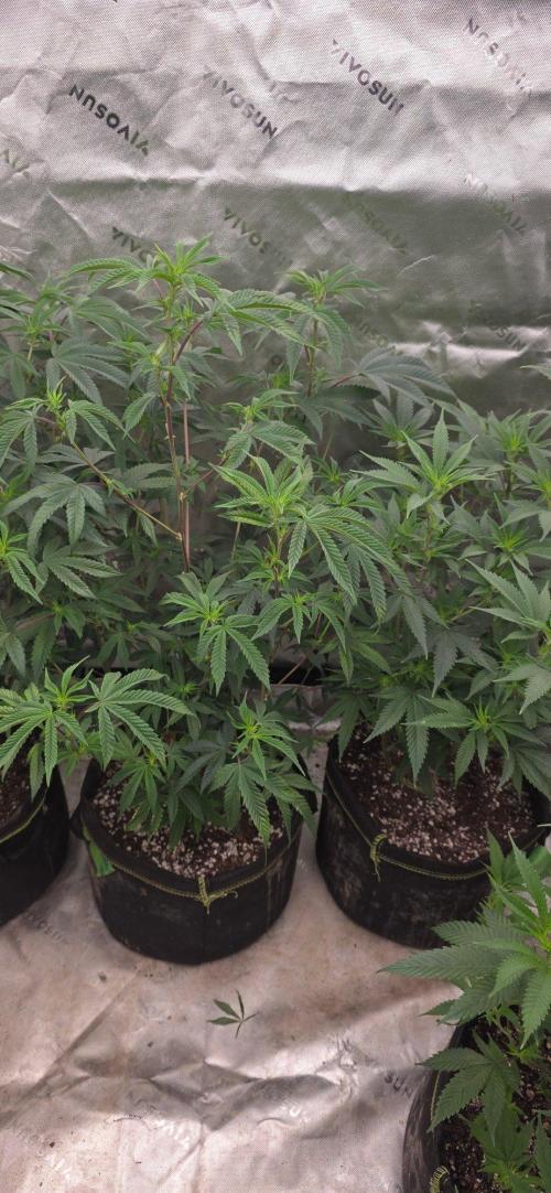 Clone Autumn 2026. Week 2 - Glue 31