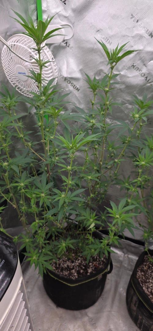 Clone Autumn 2026. Week 3 - Glue 31