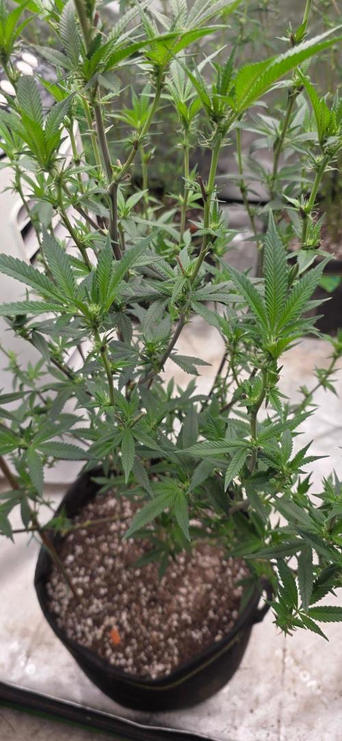 Clone Autumn 2026. Week 3 - Honey gelato