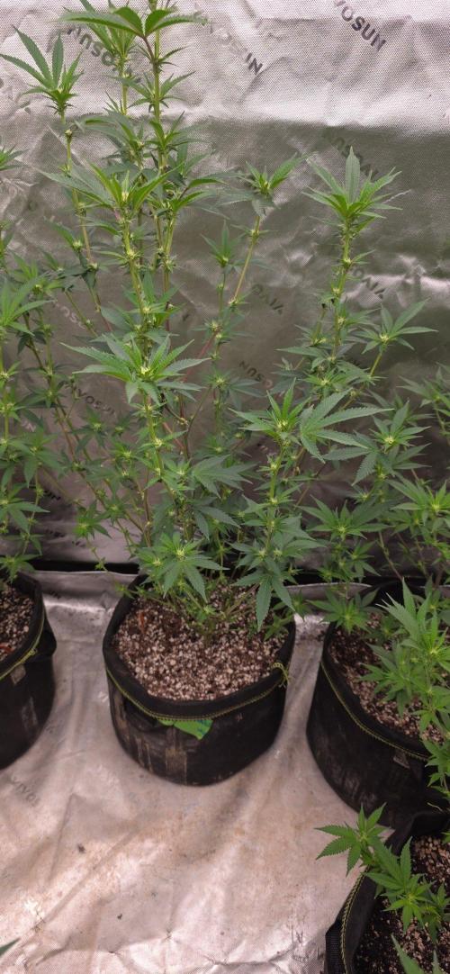 Clone Autumn 2026. Week 3 - Peach breath is a bushy plant that needs co stant defloiation.