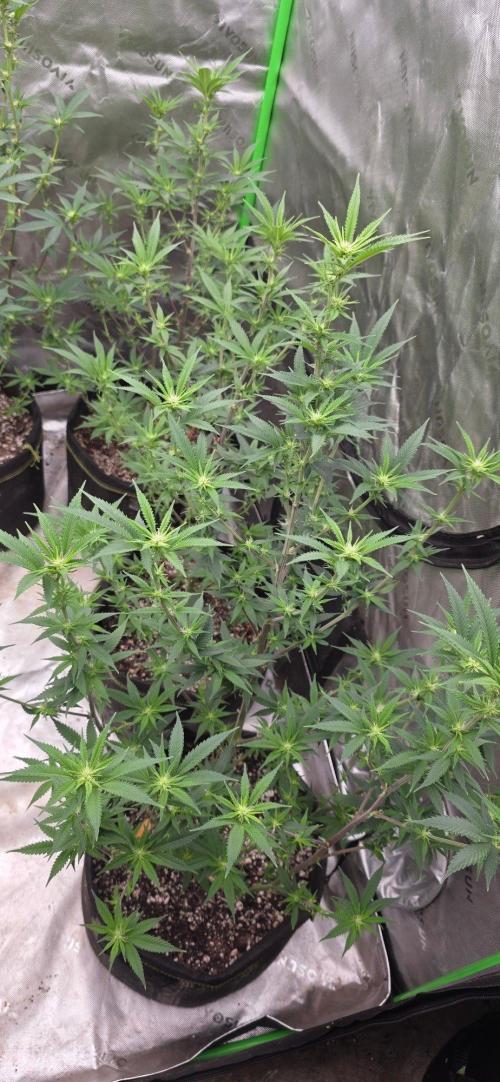 Clone Autumn 2026. Week 3 - These are the new leaf and bud growth after the 1st defloiation in week 1.