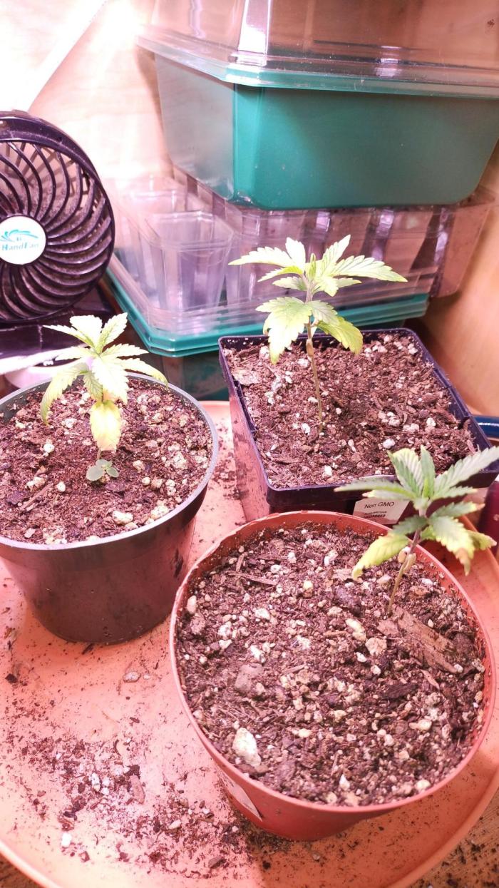 Old seeds, new buds. Week 2